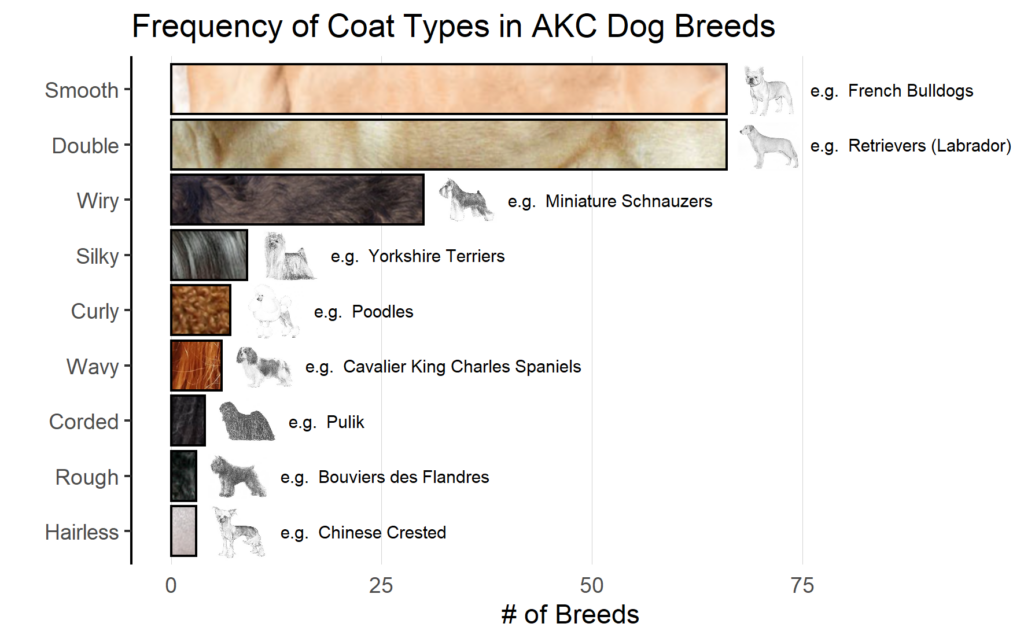 Bar chart showing the number of AKC breeds (as of 2020) with each coat type.